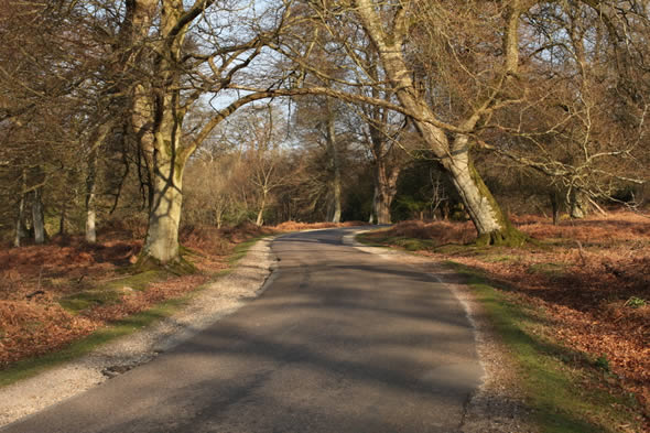Cycling, New Forest, cycle ride, Lyndhurst, Burley, Hampshire